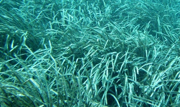 Alghe: Cosa sono e da Dove Vengono?