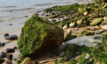 Alghe: Come sono Classificate e chi le deve Rimuovere?