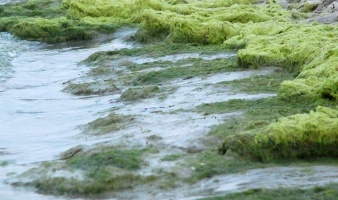 Alghe: Rimozione e Smaltimento