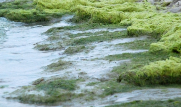 Alghe: Rimozione e Smaltimento Alghe